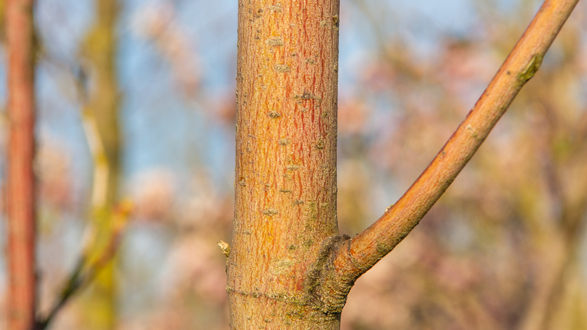 Acer circinatum twigs