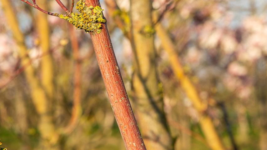 Acer circinatum twigs