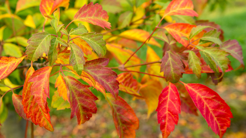 Acer cissifolium feuilles automnale