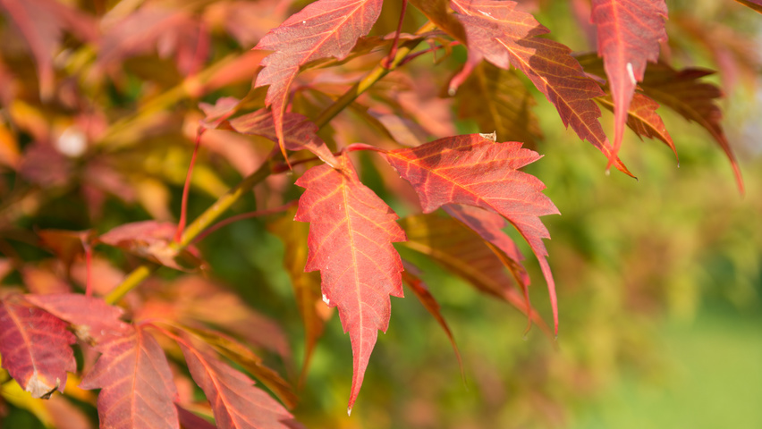 Acer cissifolium feuilles automnale