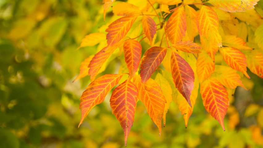 Acer cissifolium feuilles automnale