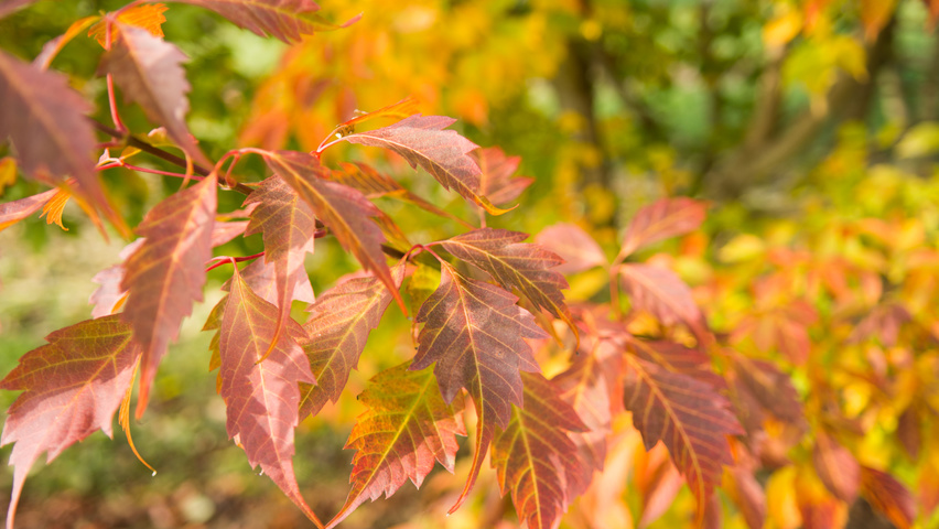 Acer cissifolium feuilles automnale