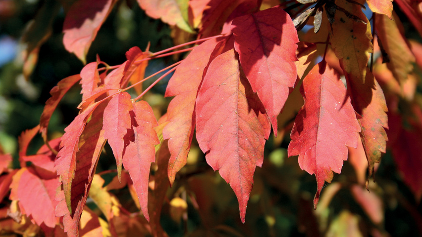 Acer cissifolium feuilles automnale