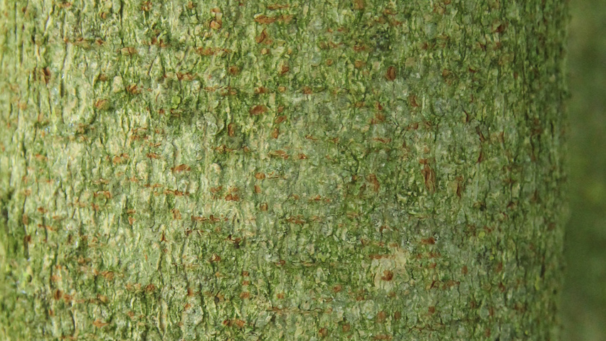 Acer cissifolium tronc