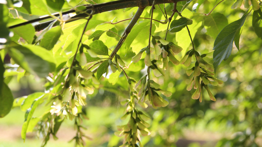 Acer cissifolium fruits