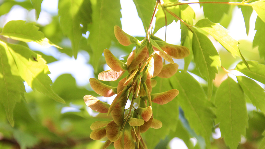 Acer cissifolium fruits