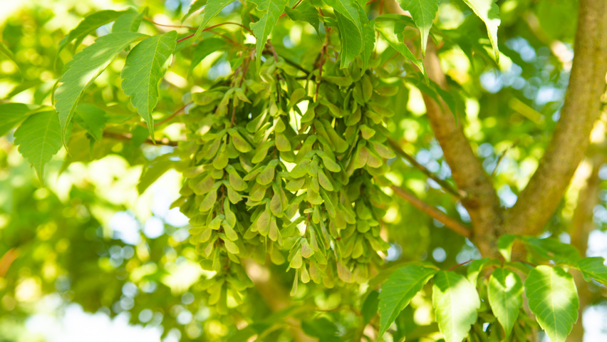 Acer cissifolium fruits