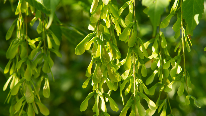 Acer cissifolium fruits