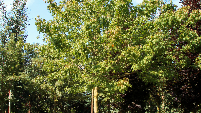 Acer cissifolium haute tige