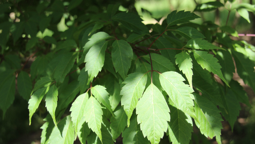 Acer cissifolium Feuilles