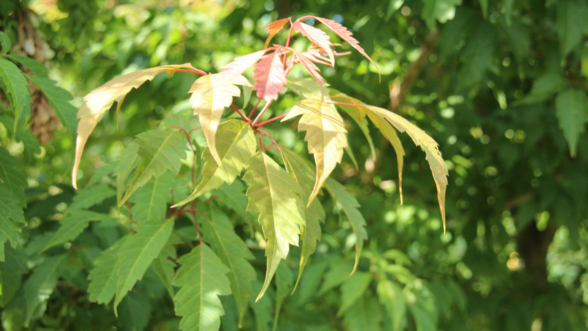 Acer cissifolium Feuilles