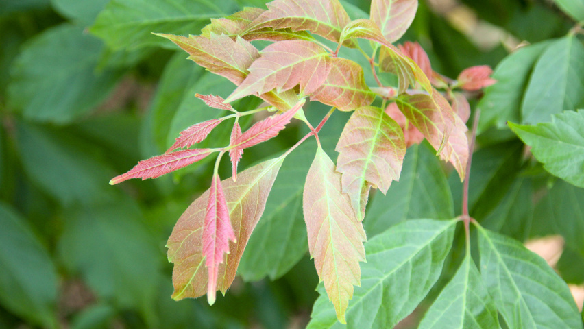 Acer cissifolium Feuilles