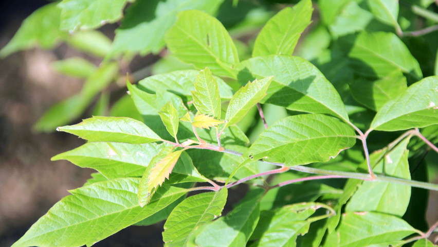 Acer cissifolium Feuilles