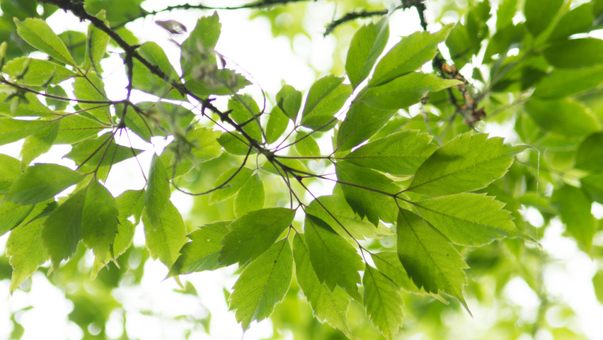 Acer cissifolium Feuilles