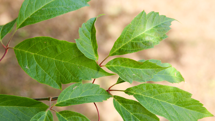 Acer cissifolium Feuilles