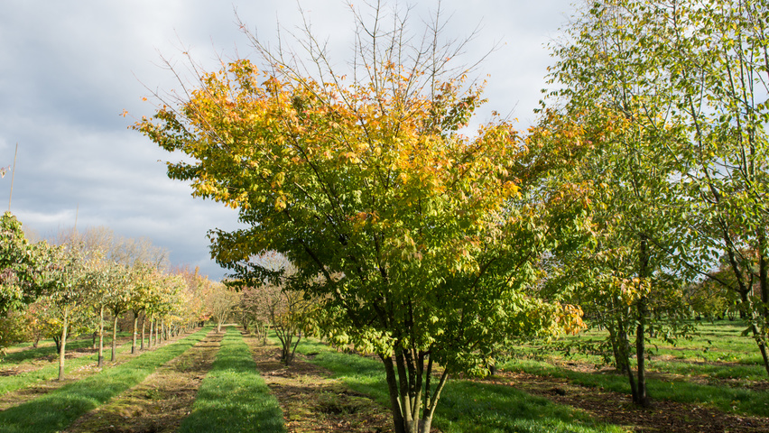 Acer cissifolium multi-troncs forme parasol