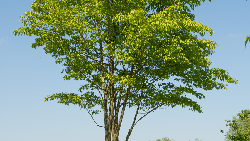 Acer cissifolium multi-troncs forme parasol