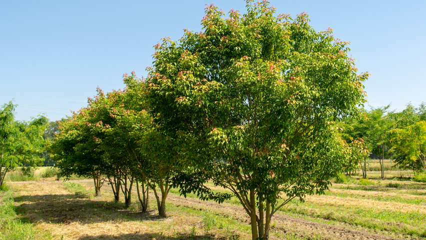 Acer cissifolium multi-troncs forme parasol