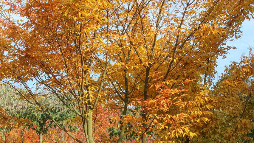 Acer cissifolium multi-troncs forme parasol