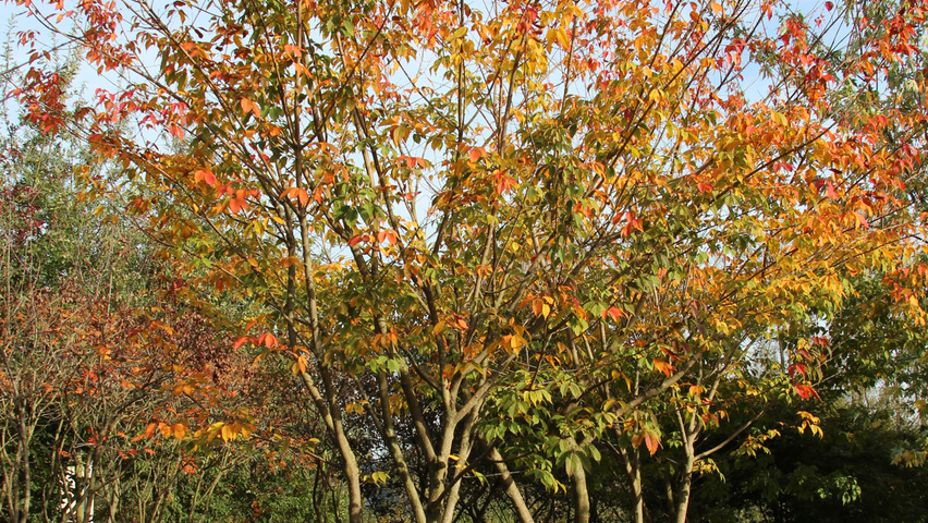 Acer cissifolium multi-troncs forme parasol