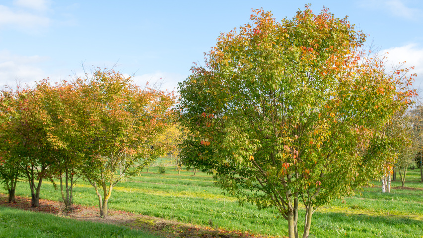 Acer cissifolium multi-troncs forme parasol