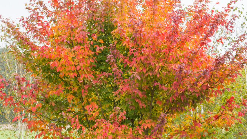 Acer cissifolium multi-troncs forme parasol