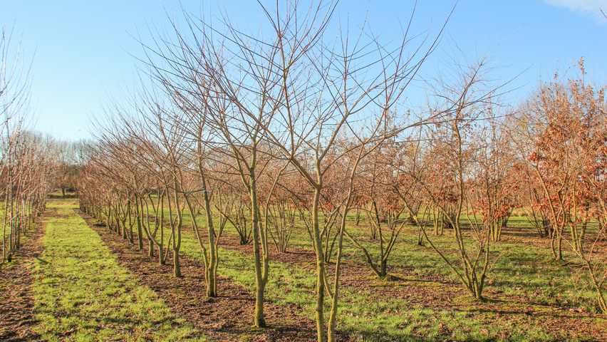 Acer cissifolium multi-troncs forme parasol