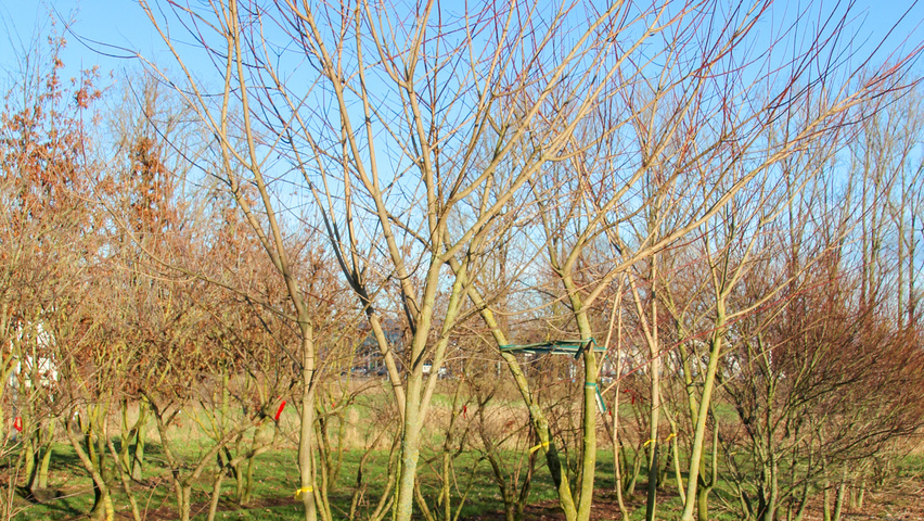 Acer cissifolium multi-troncs forme parasol