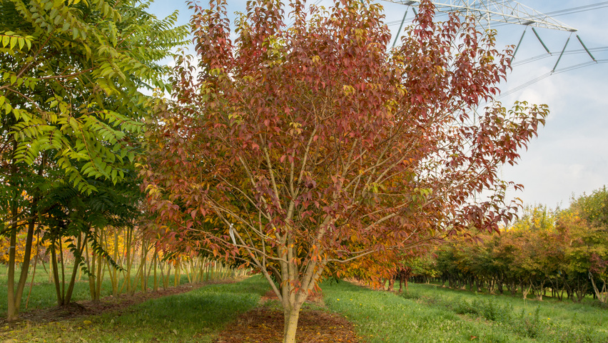 Acer cissifolium multi-troncs forme parasol