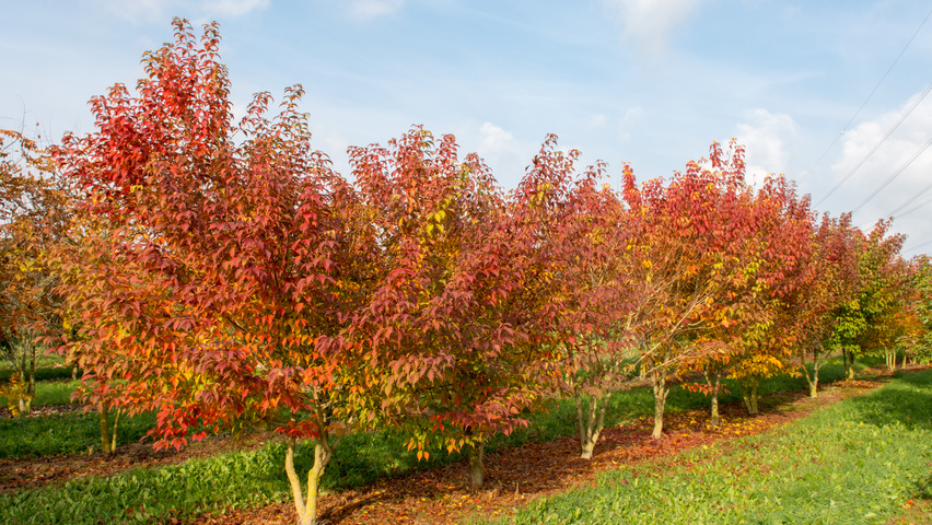 Acer cissifolium multi-troncs forme parasol