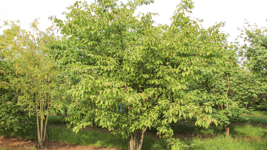 Acer cissifolium multi-troncs forme parasol