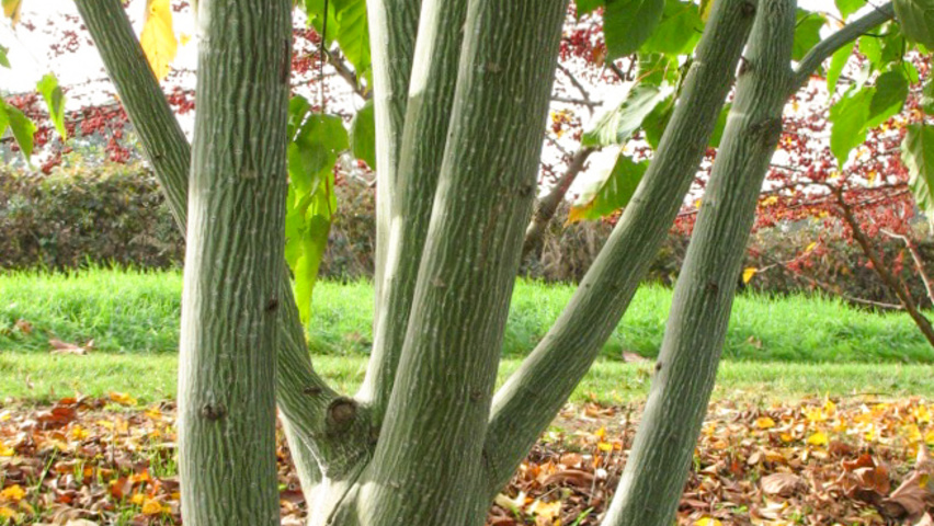 Acer davidii bark