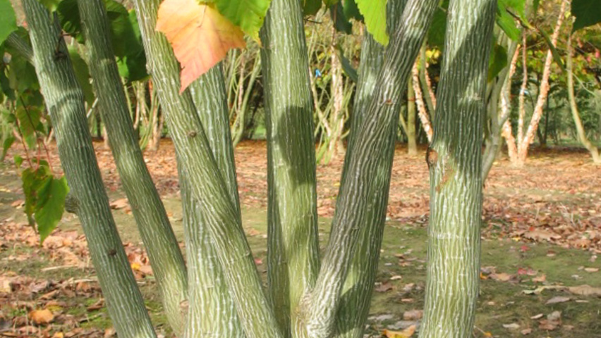 Acer davidii bark