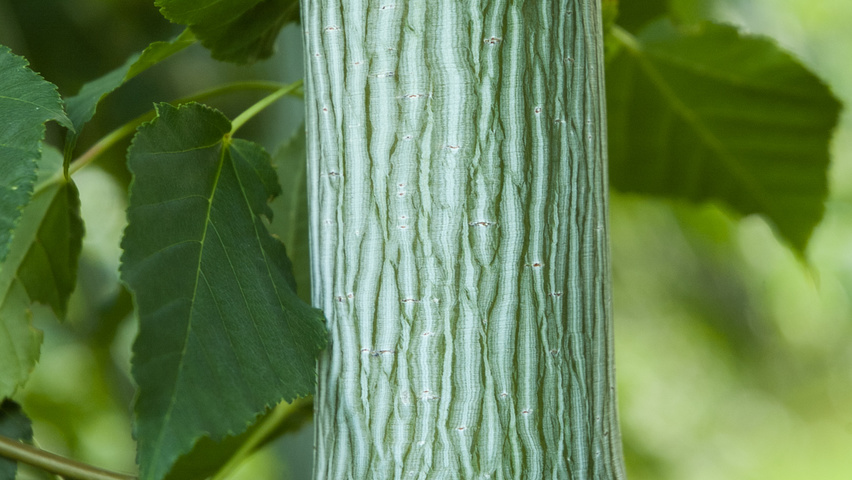 Acer davidii bark