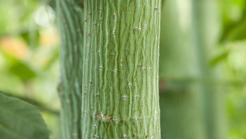 Acer davidii bark