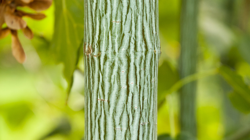 Acer davidii bark