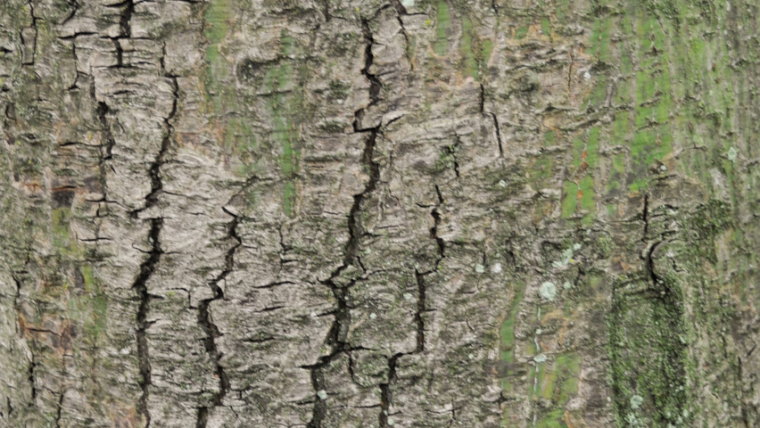Acer davidii bark