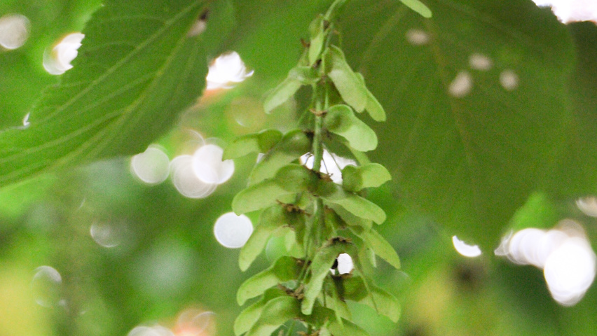 Acer davidii fruits
