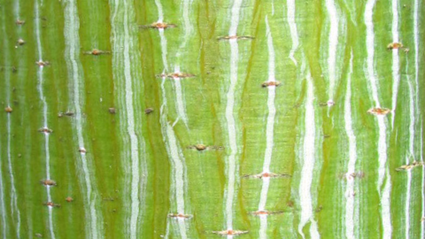 Acer davidii 'George Forrest' kora