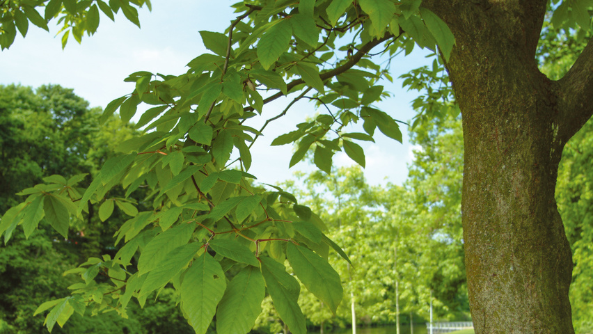 Acer davidii 'George Forrest' kora