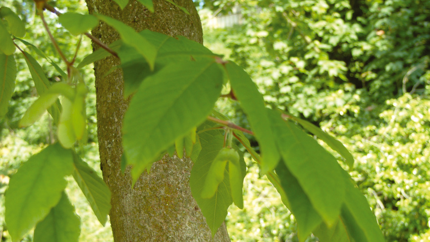Acer davidii 'George Forrest' kora
