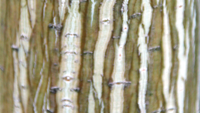 Acer davidii 'George Forrest' kora