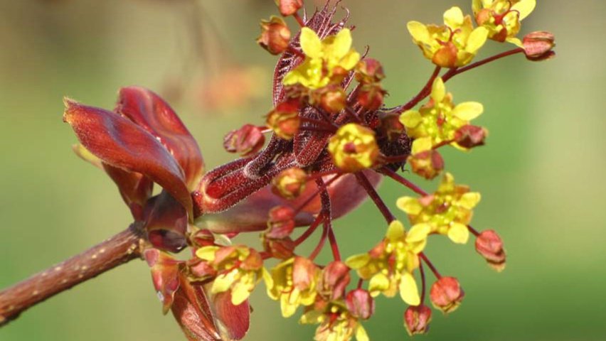 Acer davidii 'George Forrest' kwiaty