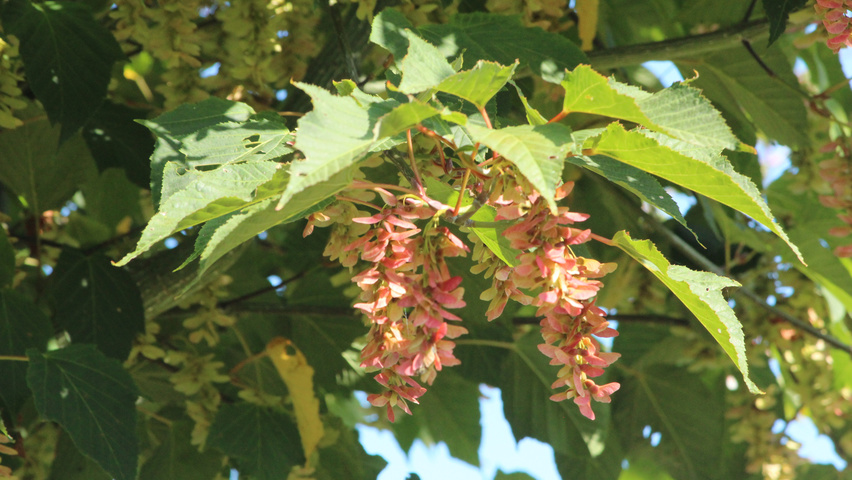 Acer davidii 'George Forrest' owoce