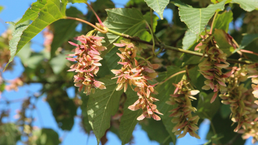 Acer davidii 'George Forrest' owoce