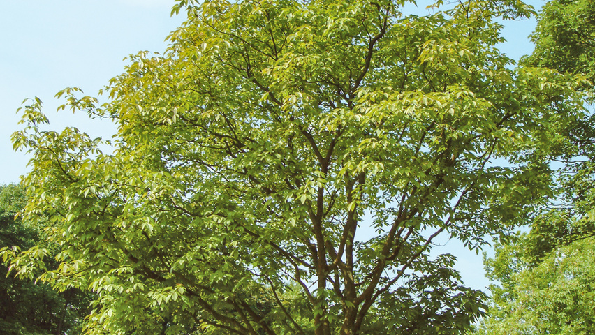 Acer davidii 'George Forrest' pienne