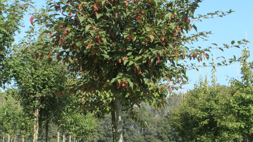 Acer davidii 'George Forrest' pienne