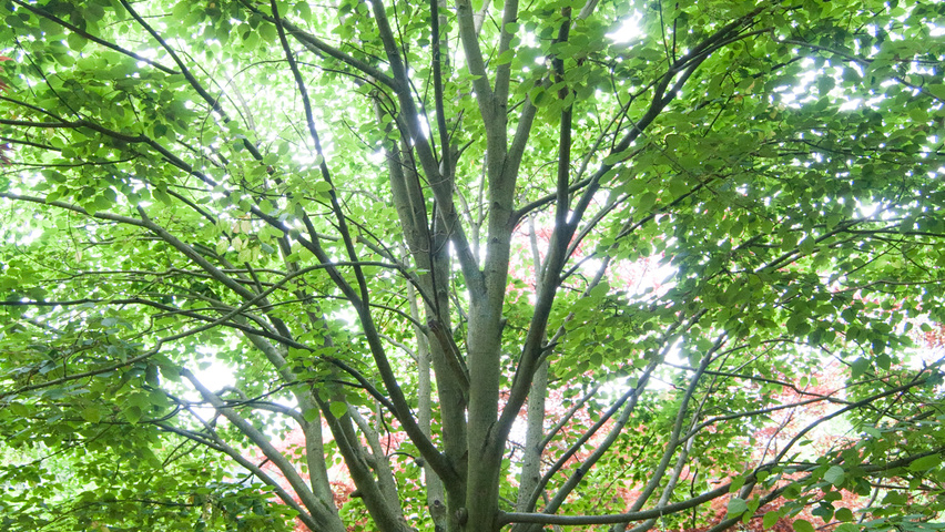 Acer davidii standard tree