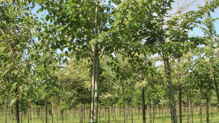 Acer davidii standard tree