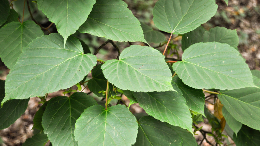 Acer davidii leaves